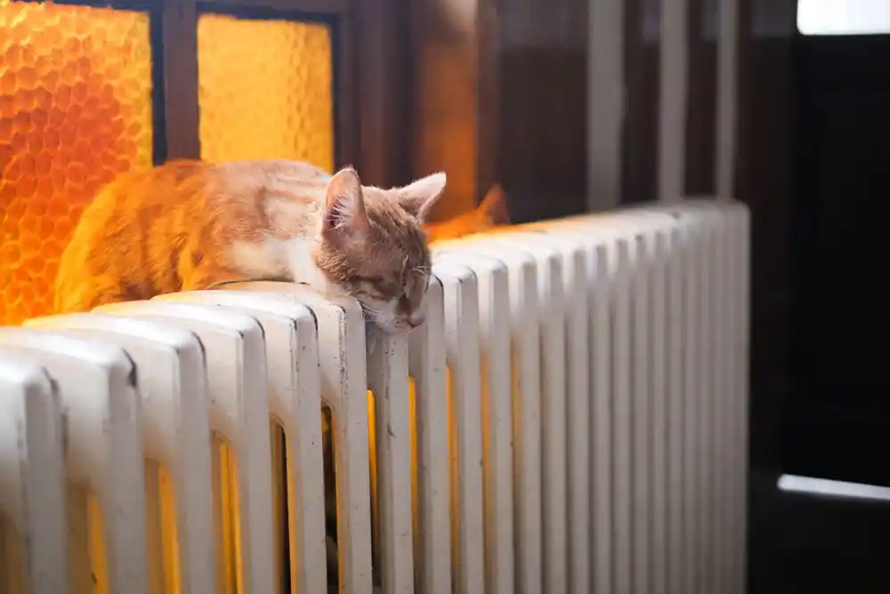 Radyatörün üzerinde uyuyan bir kedi